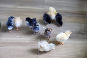 chicks-16-scaled.jpg